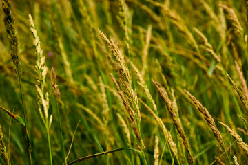 Green grass in sunlight in meadow close-up, macro. Nature blurred abstract background