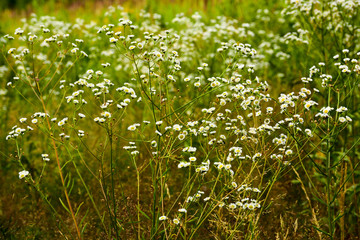 Summer flowers on the meadow.  Wildflower meadow, herb meadow, wildflowers.