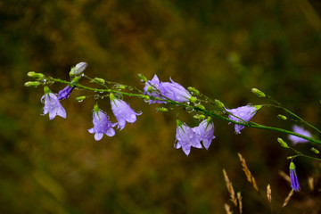Drops of water on a blue bell