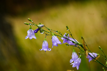 Drops of water on a blue bell