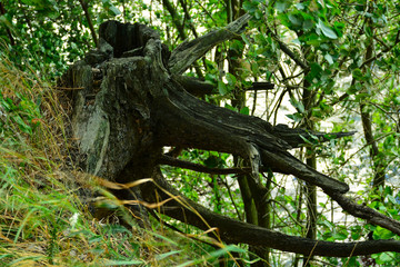 Old tree with roots above the ground