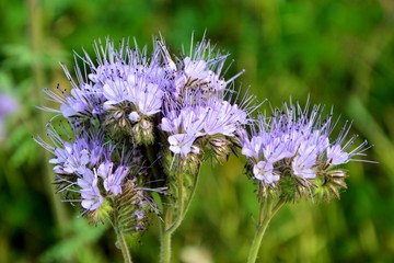 Phacelia flower - valuable green fertilizer close-up