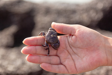 Obraz premium Sea crab sitting on hand