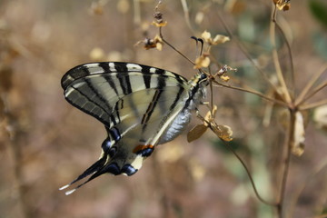 Butterfly swallowtail (iphiclides podalirius)