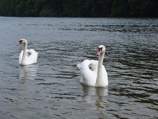 Two Swans in a lake (Szczecin Poland, June 2019)