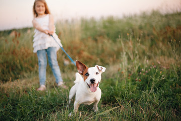 jack russell terrier on walk