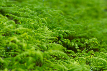 Oak fern form a micro rainforest.