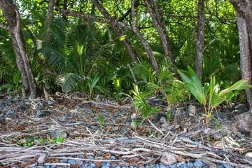 Tropical Coconuts from Maui Hawaii