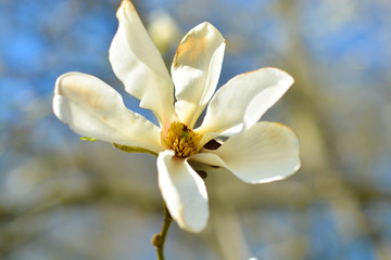 beautiful white magnolia flower on the tree branch with small green leaves on the blue sky background in spring