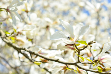 many beautiful white sunny magnolia flowers on the tree in sun rays in the blue sky background in spring 