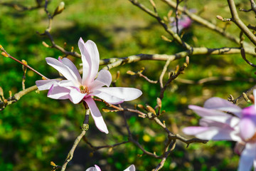 beautiful pink magnolia flowers on the tree branch with small green leaves on the green grass background in spring