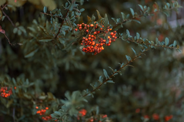 Hawthorn autumn berries. Decorative bush with red berries. Small red berries with green leaves. Copy space
