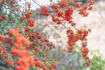 Small red berries with green leaves. Nature blurred background. Shallow depth of field. Toned image