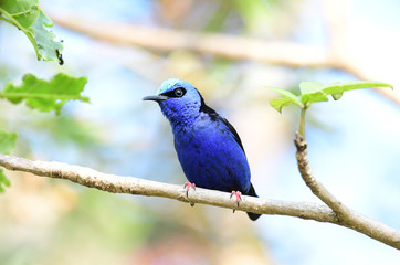 Red-legged Honeycreeper (Cyanerpes cyaneus)