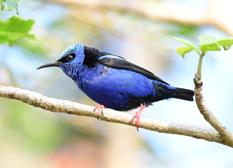 Red-legged Honeycreeper (Cyanerpes cyaneus)