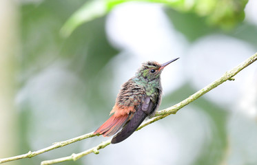 Rufous-tailed Hummingbird (Amazilia tzacatl)