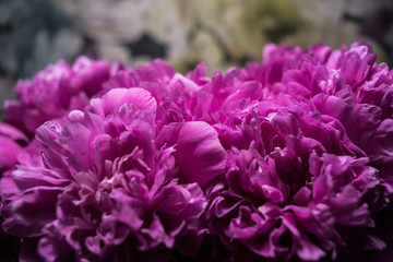Bouquet of peony flowers. macro