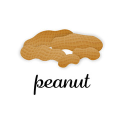 Vector peanuts in realistic style on white background for template label, packaging snack and emblem farmer market design.