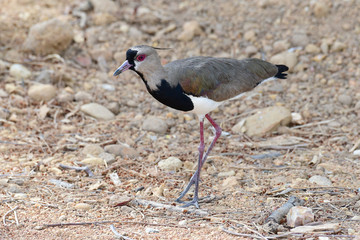 Southern Lapwing (Vanellus chilensis)
