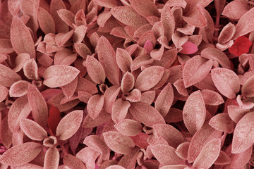 Plants leaves texture in color of the year 2019  - Living Coral, pattern texture, wallpaper 