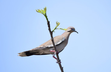 White-winged Dove (Zenaida asiatica) perched on tree branch