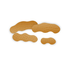 Vector peanuts in realistic style on white background for template label, packaging snack and emblem farmer market design.