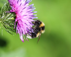 heath humble-bee or small heath bumblebee, Bombus jonellus