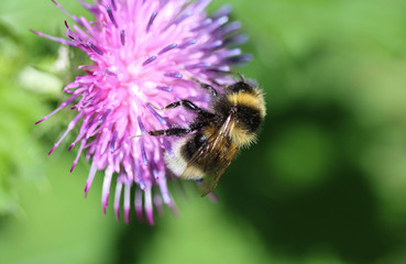 heath humble-bee or small heath bumblebee, Bombus jonellus