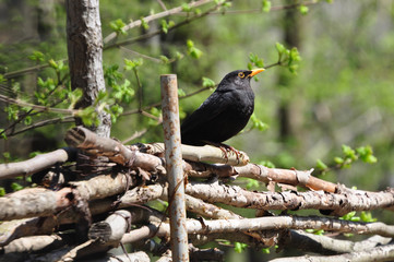 Bird blackbird sits on the fence of wooden branches.