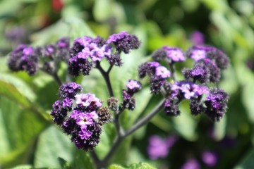 Dresden Alaunpark Sachsen Saxony Flowers Summer Blumen Pflanzen Sommer 