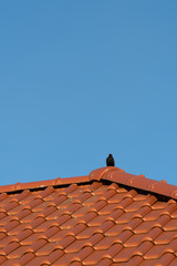 Blackbird sitting on a red clay tile roof in front of a cloudless blue sky