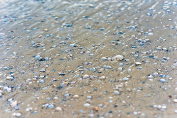 Sand dollar on mexico beach