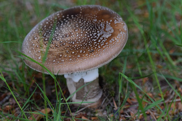 mushroom in the forest