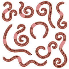 Animal Earth Red Worms for Fishing on White Background