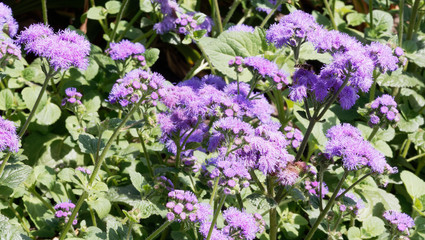 Obraz premium Blau Violett Leberbalsam (Ageratum houstonianum oder Ageratum mexicanum)
