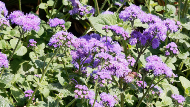 Blau Violett Leberbalsam (Ageratum houstonianum oder Ageratum mexicanum)