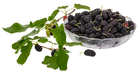 A bowl full of black mulberries decorated with mulberry leaves and unripe fruits