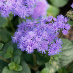 Ageratum houstonianum oder Ageratum mexicanum. Blau Violett Leberbalsam, dichte Teppiche in garten...