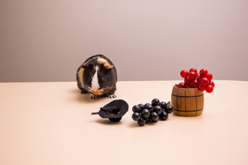 funny guinea pig on black hat with grapes