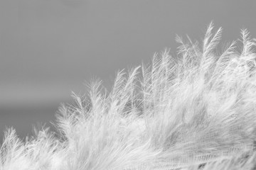 Bird feather - white guinea fowl feather.