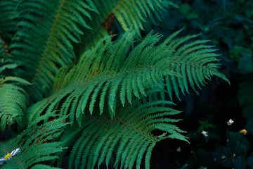 fern leaves in the bushes 