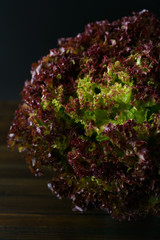 Fresh organic lollo rosso lettuce