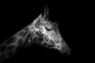 Black and White Portrait Rothschild giraffe © Ian