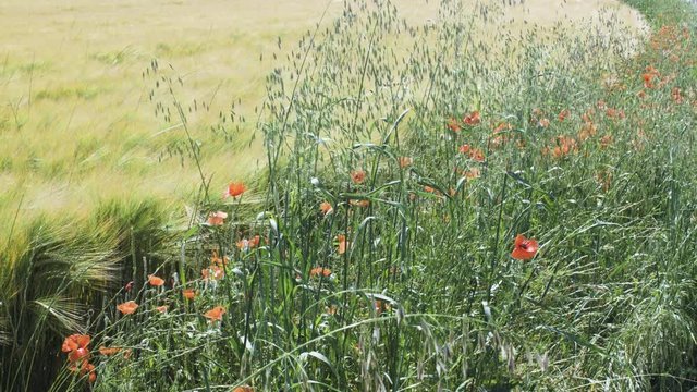 Des herbes et des fleurs sauvages au bord d'un champs de blé