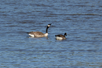Fototapeta premium Canada Goose (Branta canadensis), Auvergne, France.