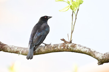 Bronzed Cowbird (Molothrus aeneus) perched on a tree branch