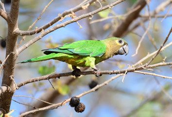 Brown-throated Parakeet (Eupsittula pertinax) perched on a tree branch