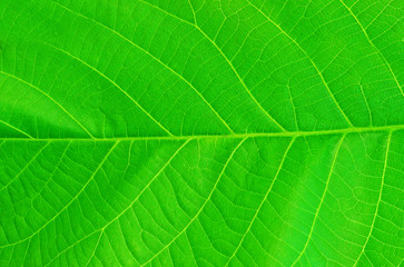 Fresh green leaf texture background with veins