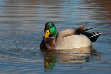 Close up of Male Mallard and reflection in water