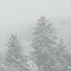Snow falling on trees with snowy landscape